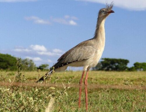 Cerrado, uma das maiores biodiversidade do mundo